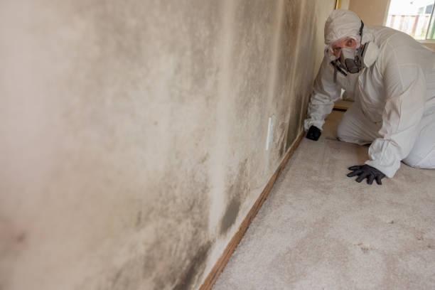 Best Mold Remediation for Healthcare Facilities  in USA